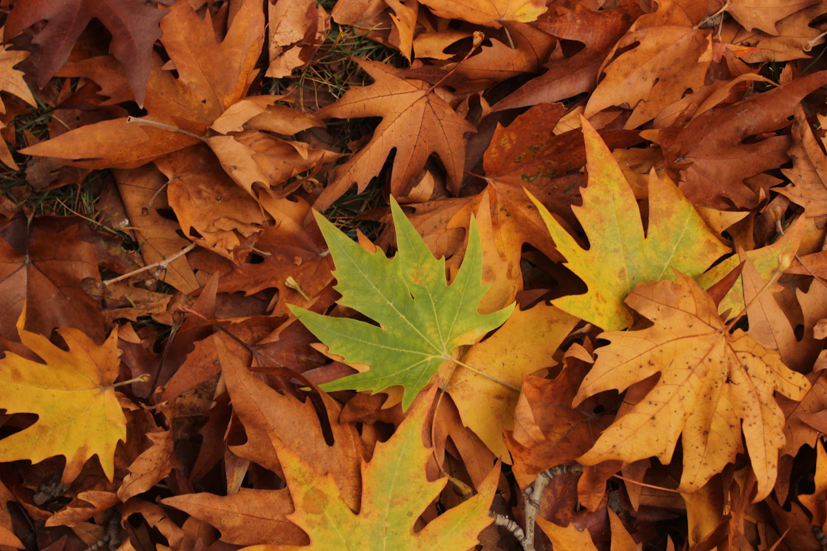 Fallen chinar leaf in autumn, Kashmir