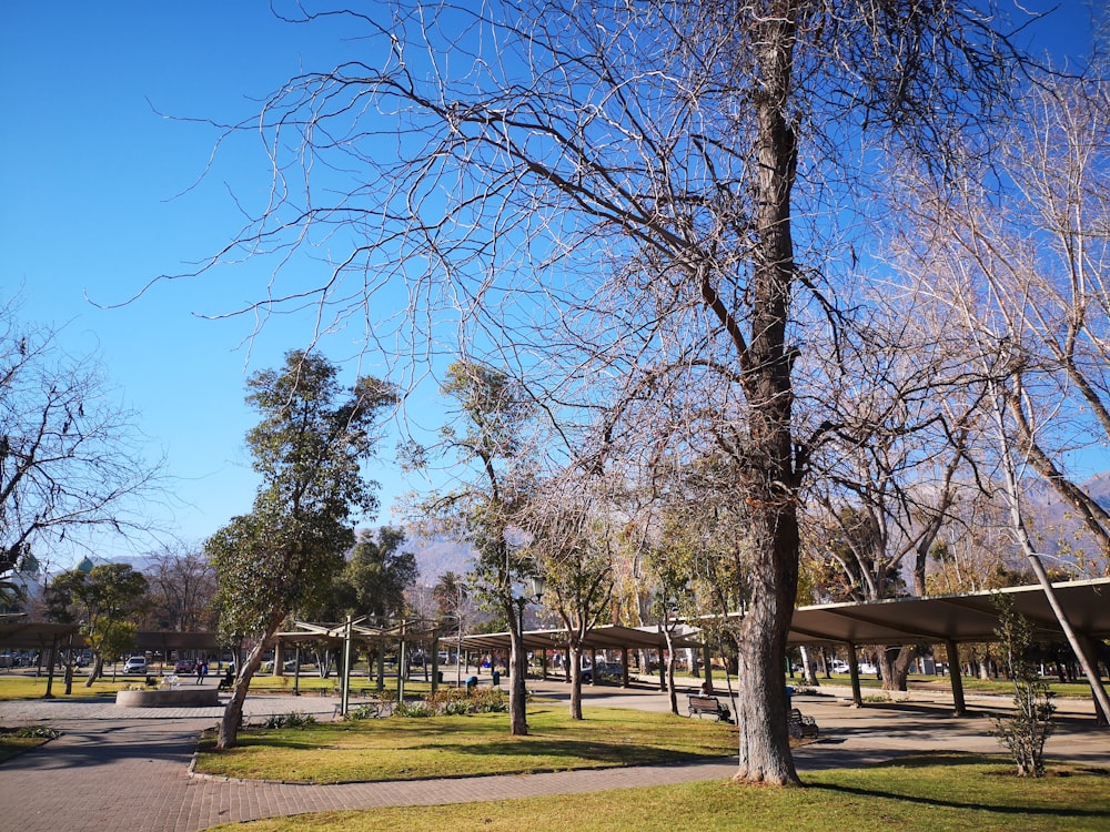 leafless tree during daytime