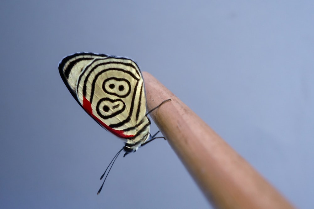 yellow, red and black butterfly