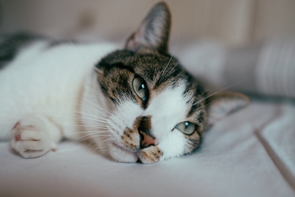 silver tabby cat lying on sofa