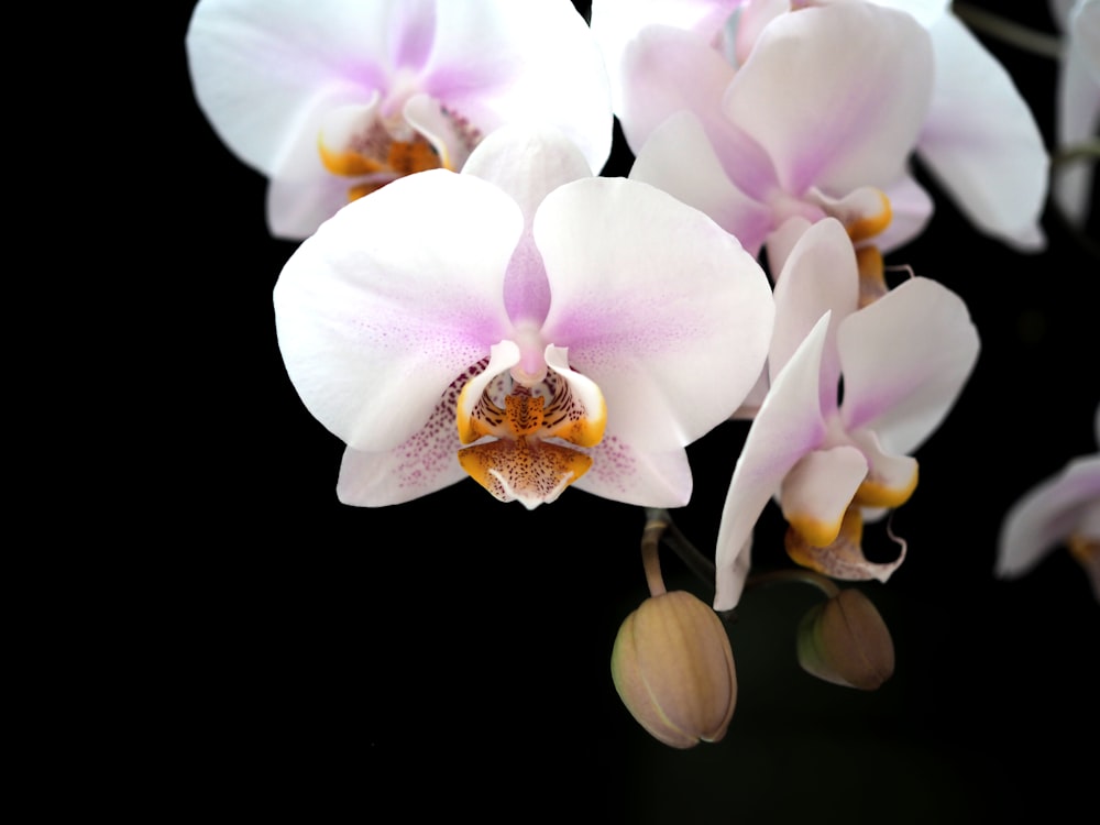 pink and white orchid flowers