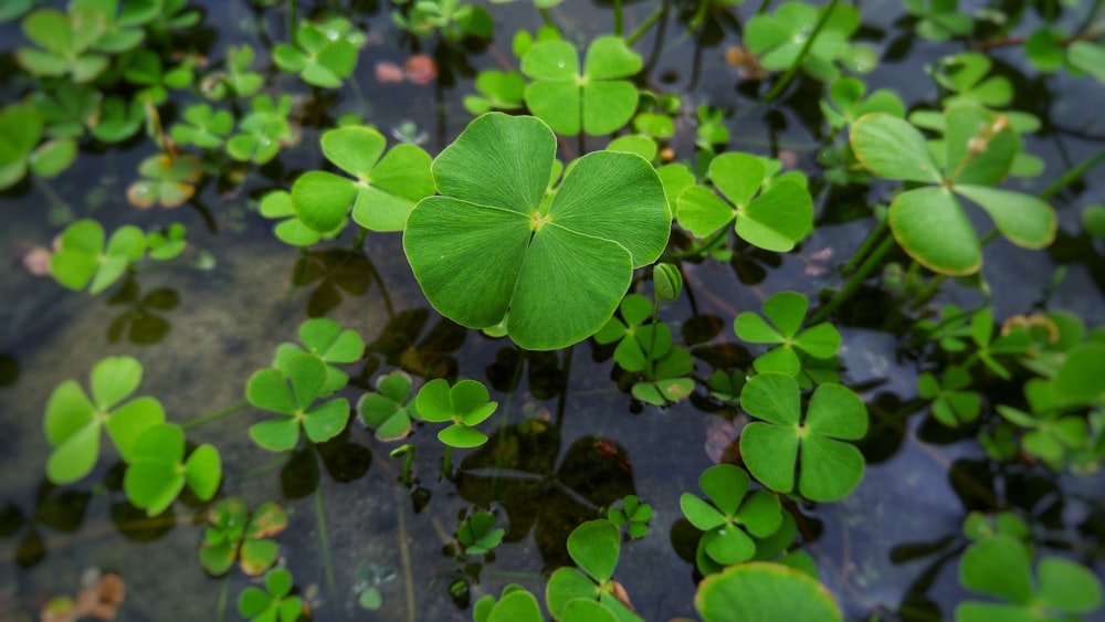 green-leafed plant