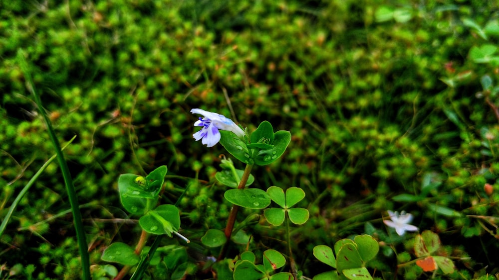 white and purple petaled flowers