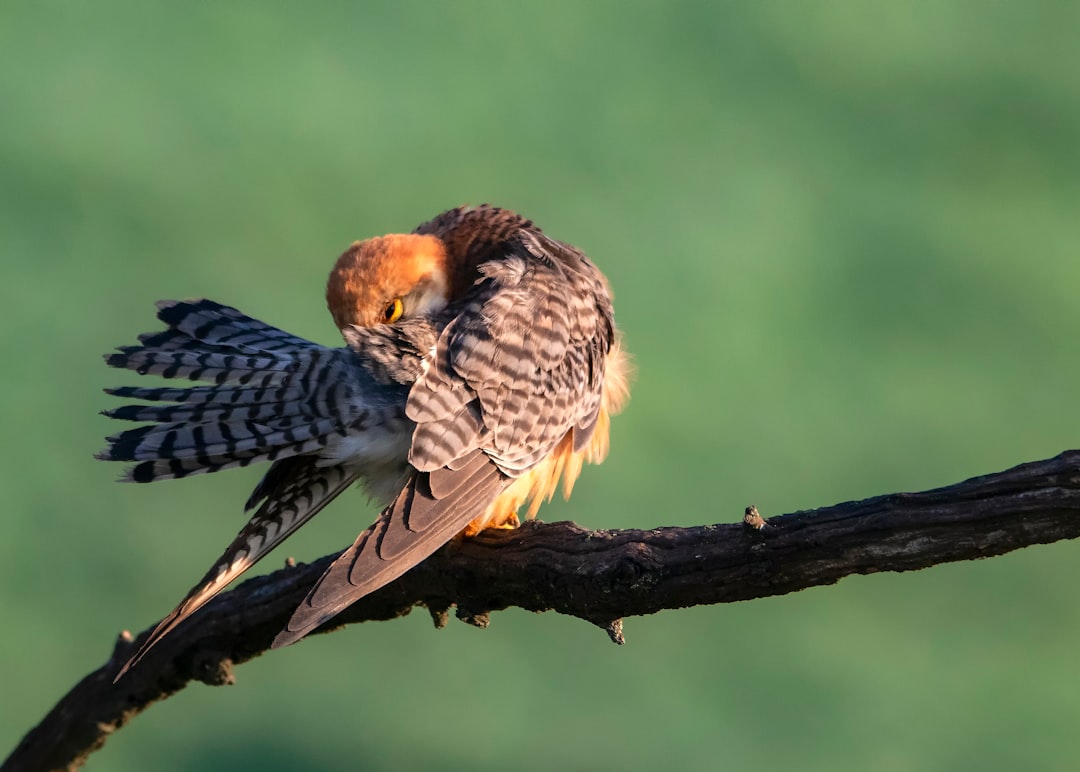 brown and black bird perching on branch