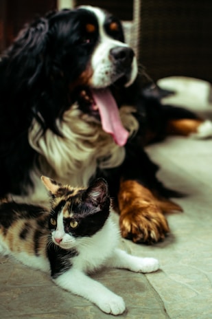Ernährungsberatung für Hunde und Katzen in Soltau - Denise Balazs 