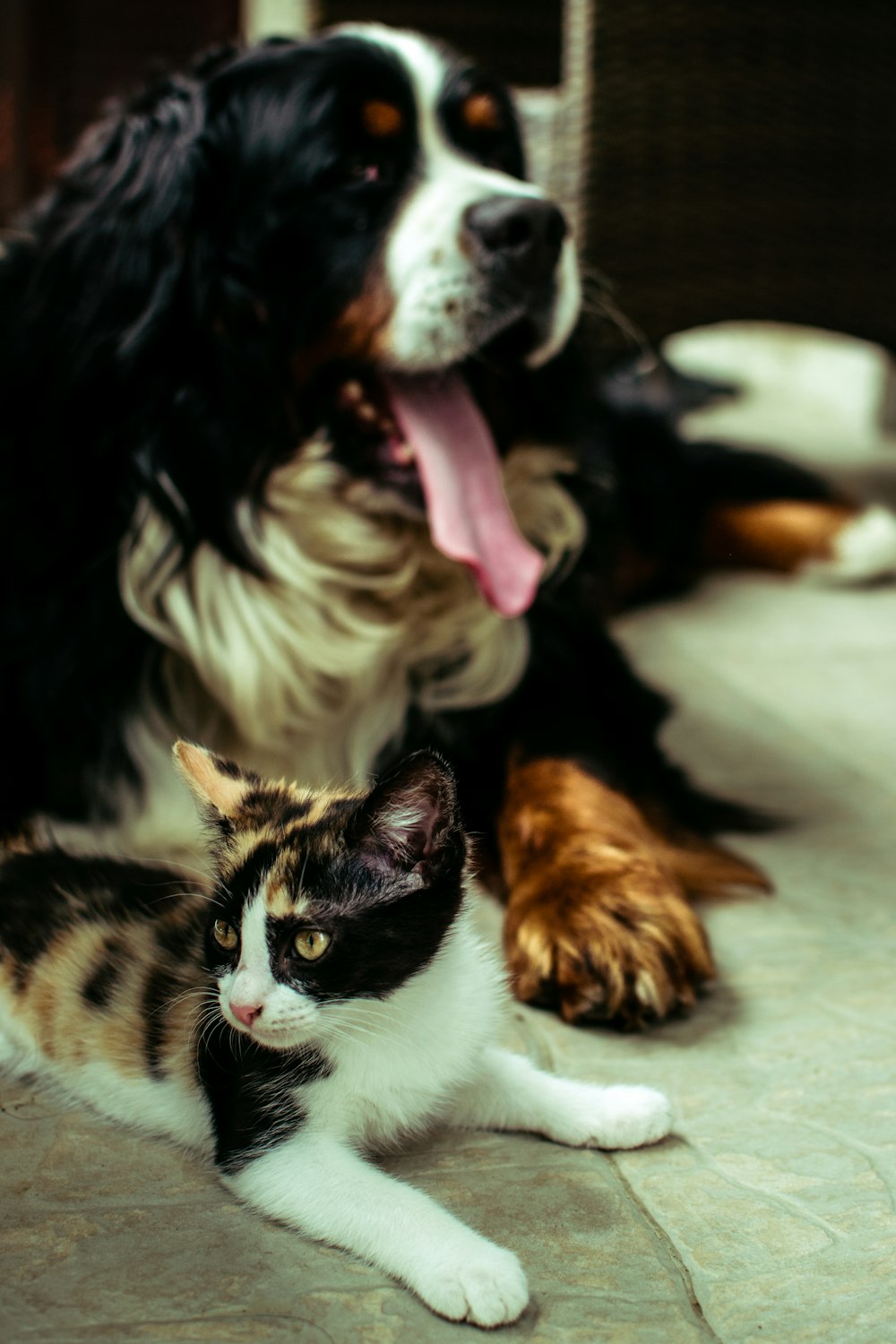 Cavalier King Charles dog near tortoiseshell cat