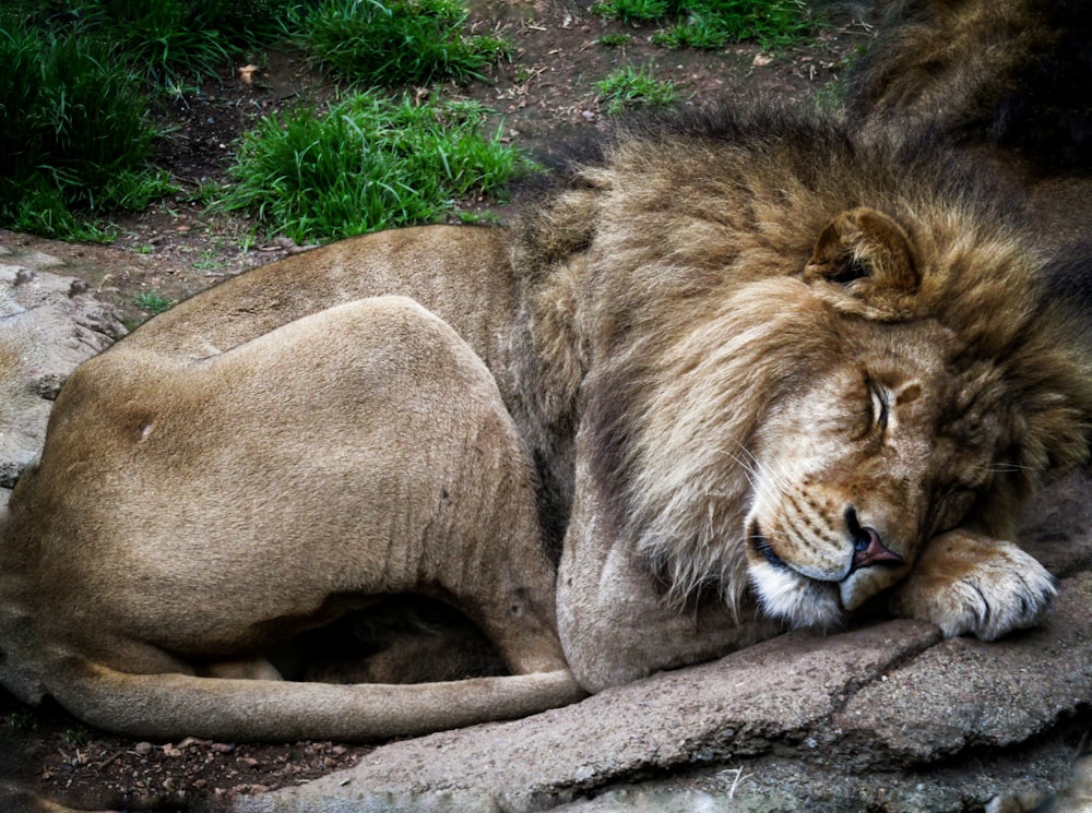 leone maschio vicino all'albero