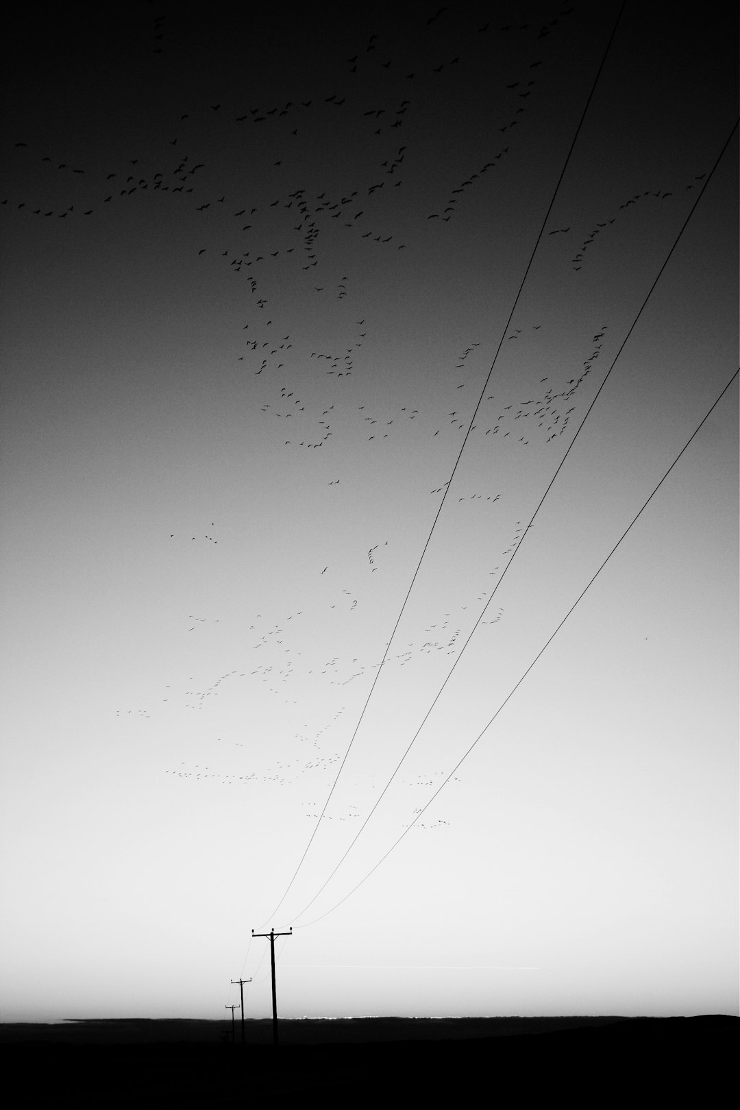 birds flying over electric cables grayscale photo