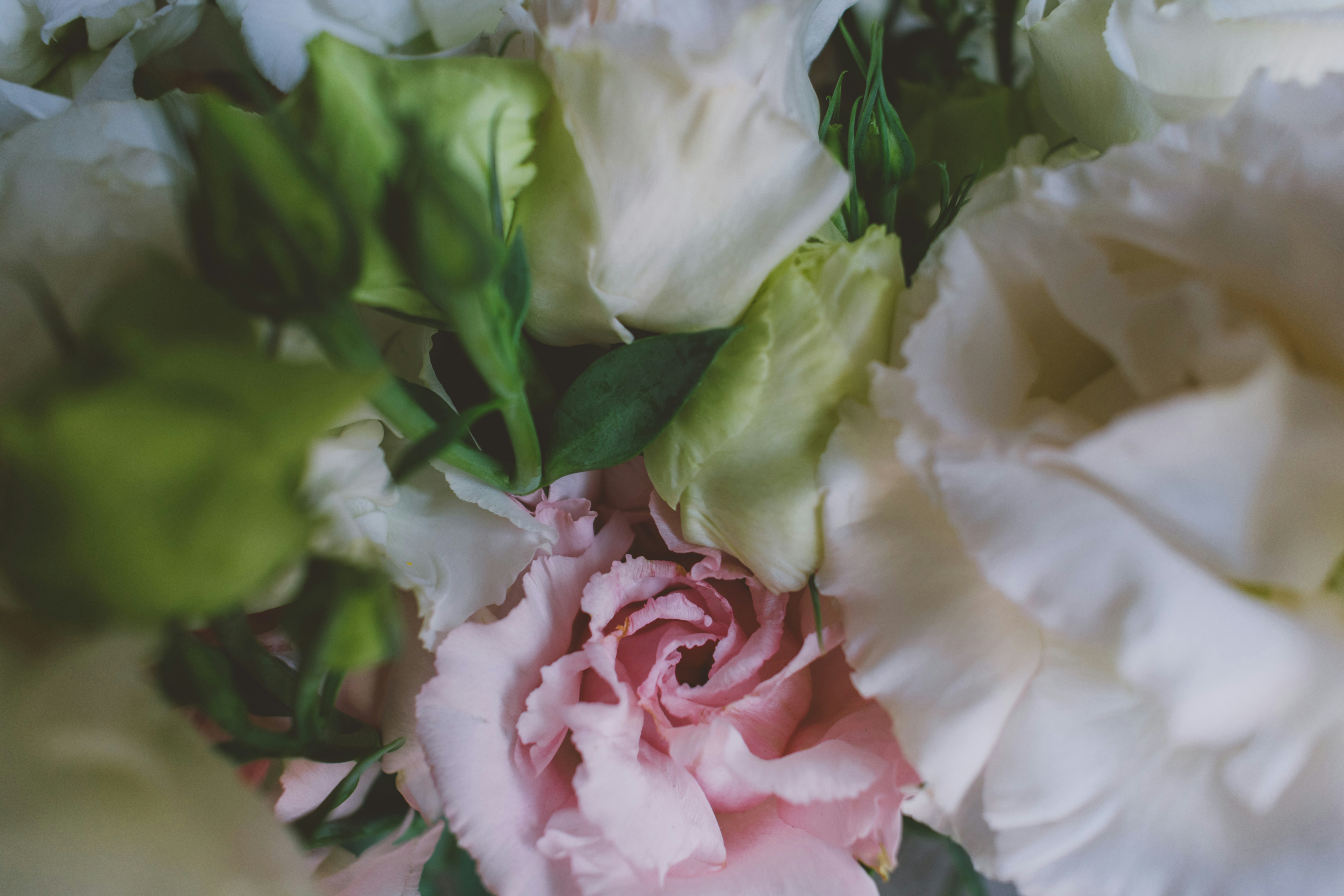 pink and white rose flowers