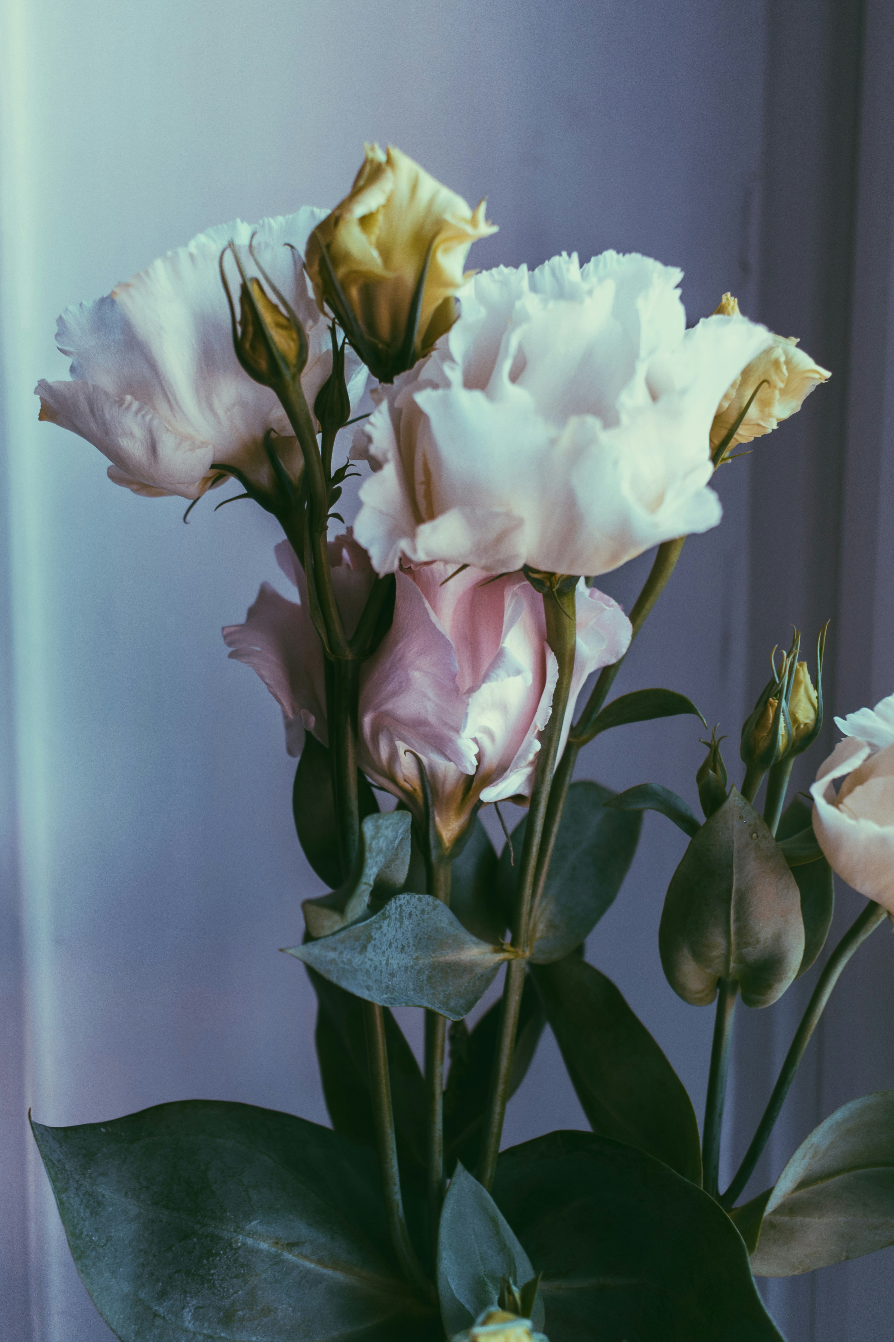 white petaled flower