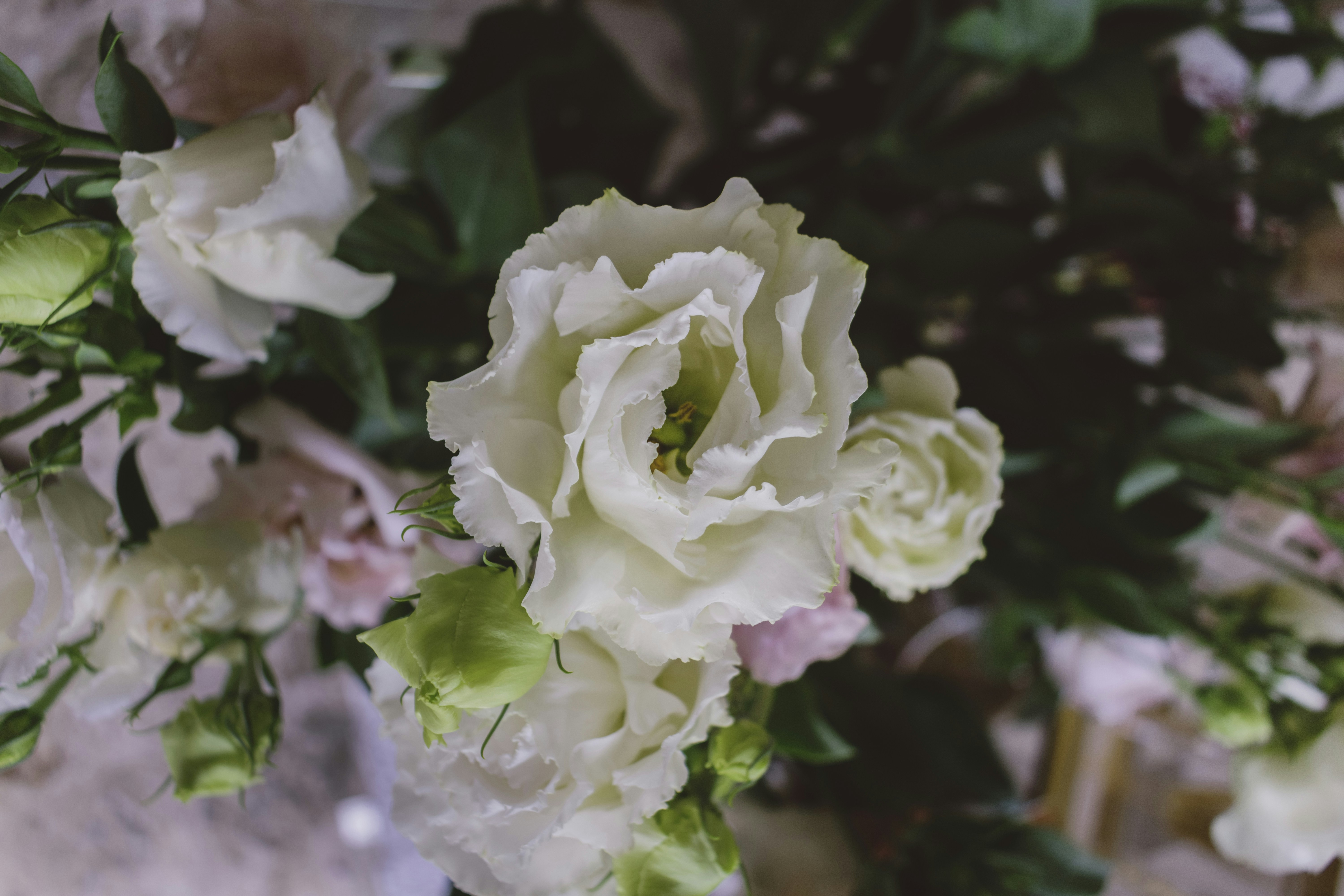 Beige petaled flower