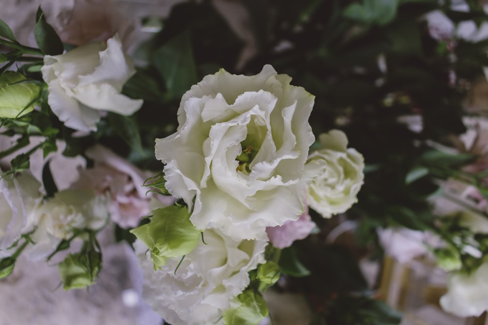 beige petaled flower