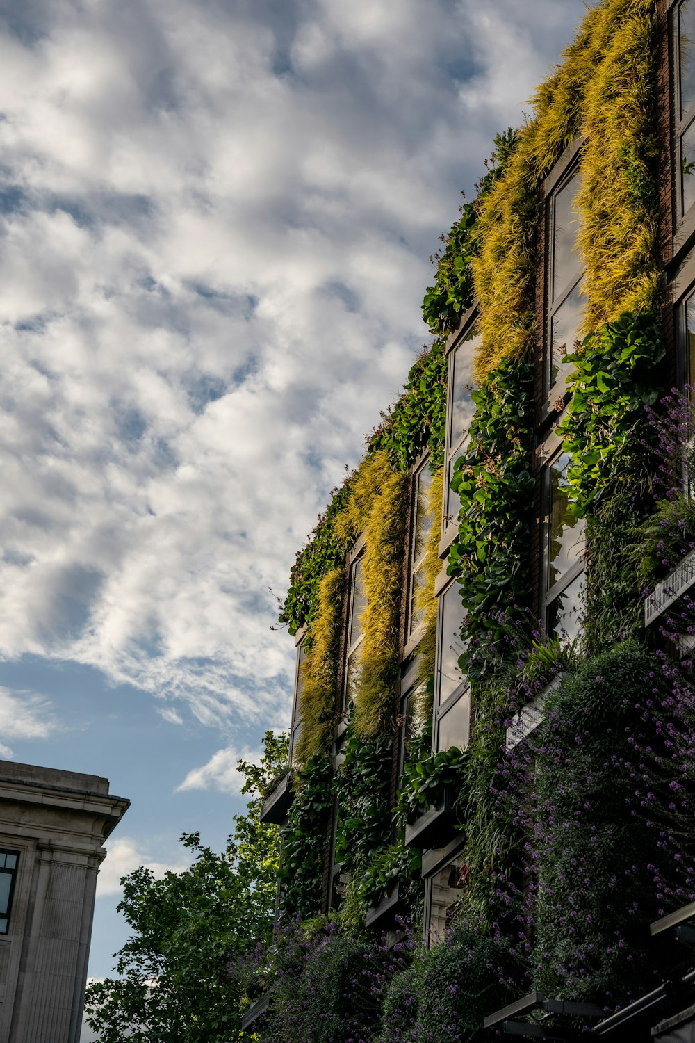 piante di edera verde che crescono sul lato dell'edificio