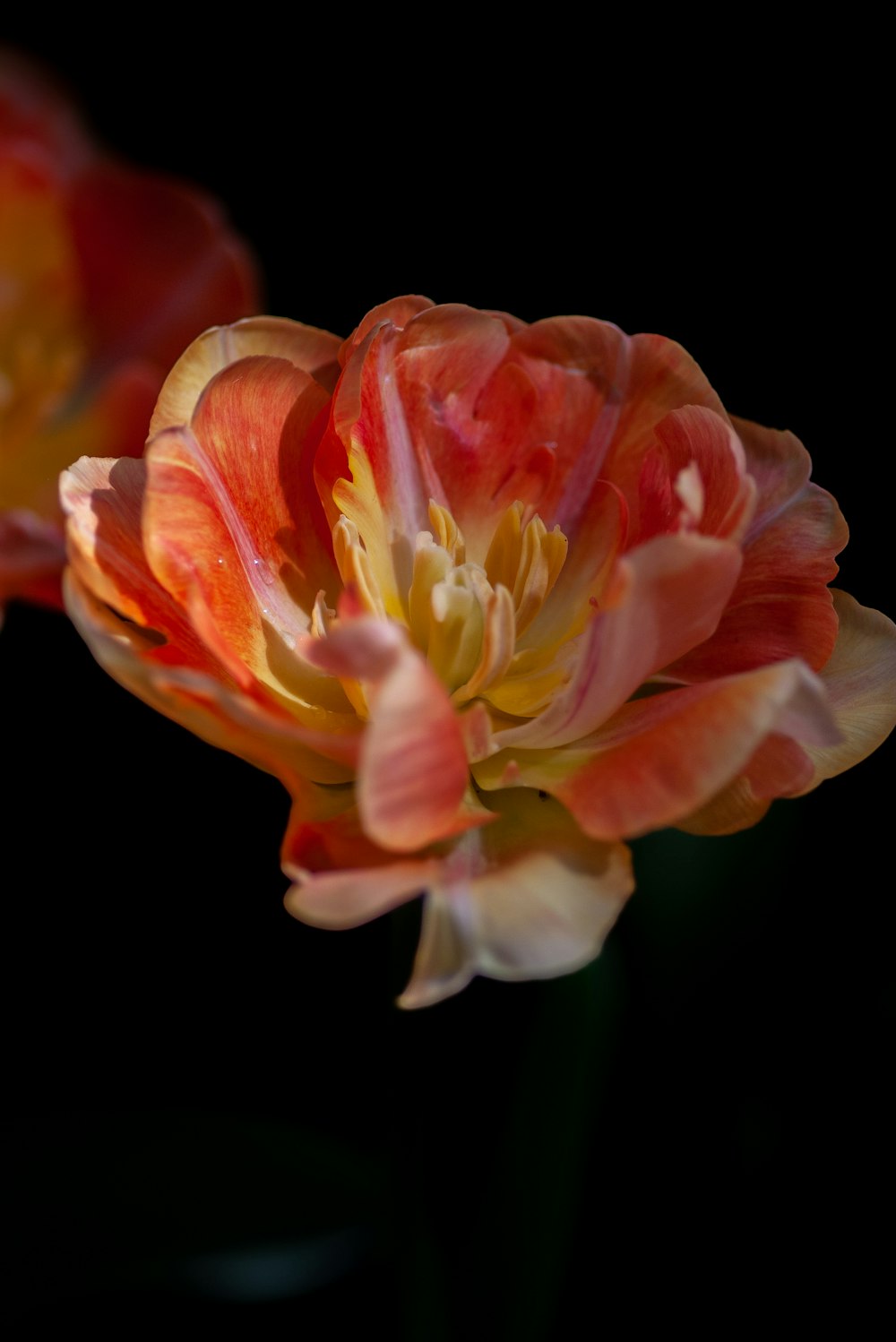 orange and beige petaled flower