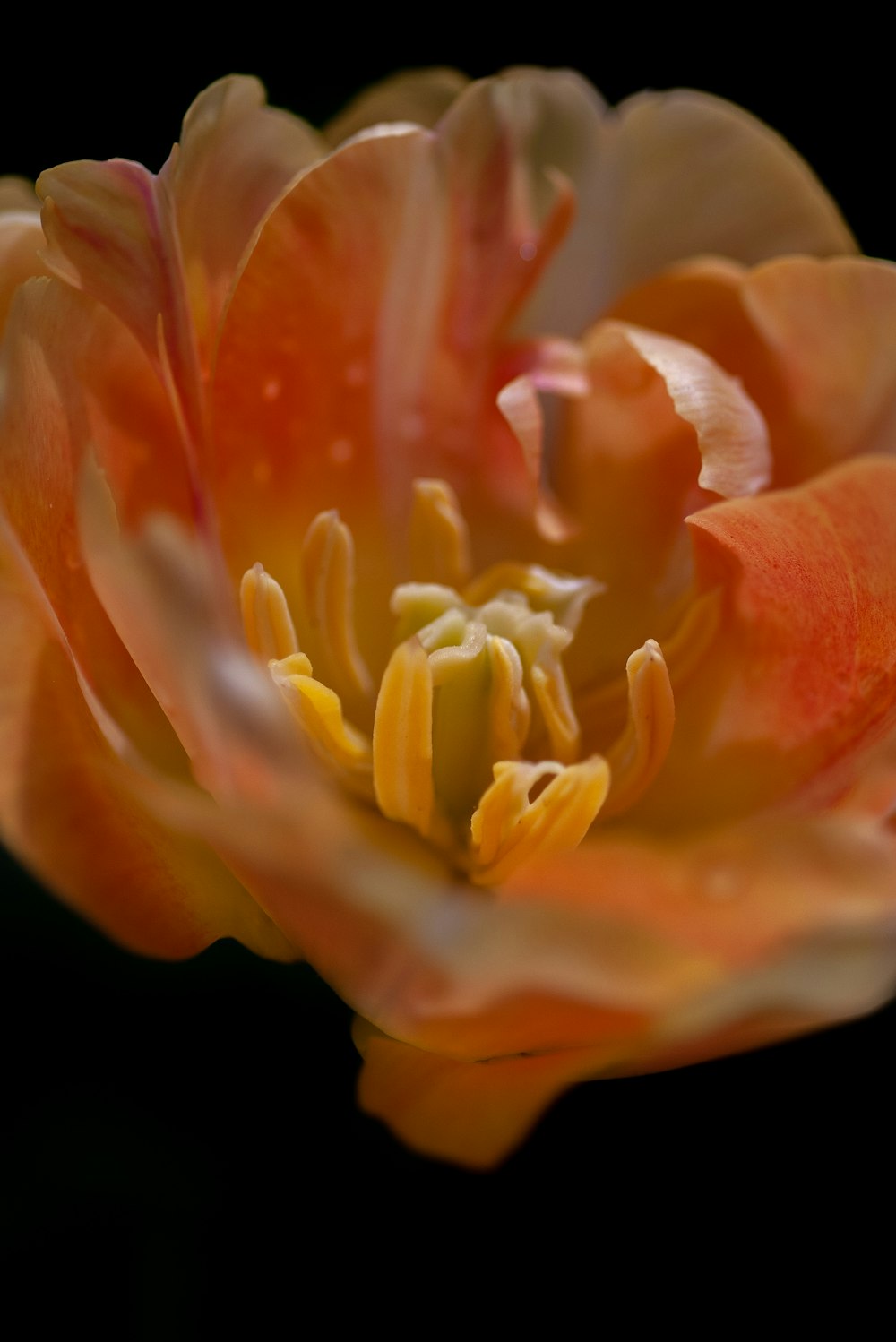 orange and yellow petaled flower