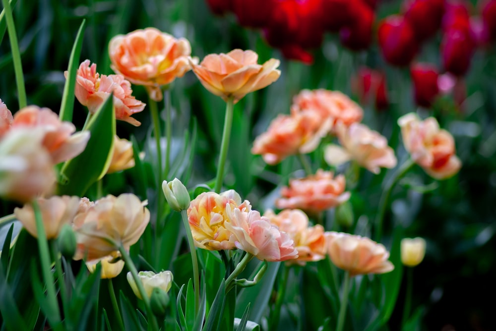 pink petaled flower