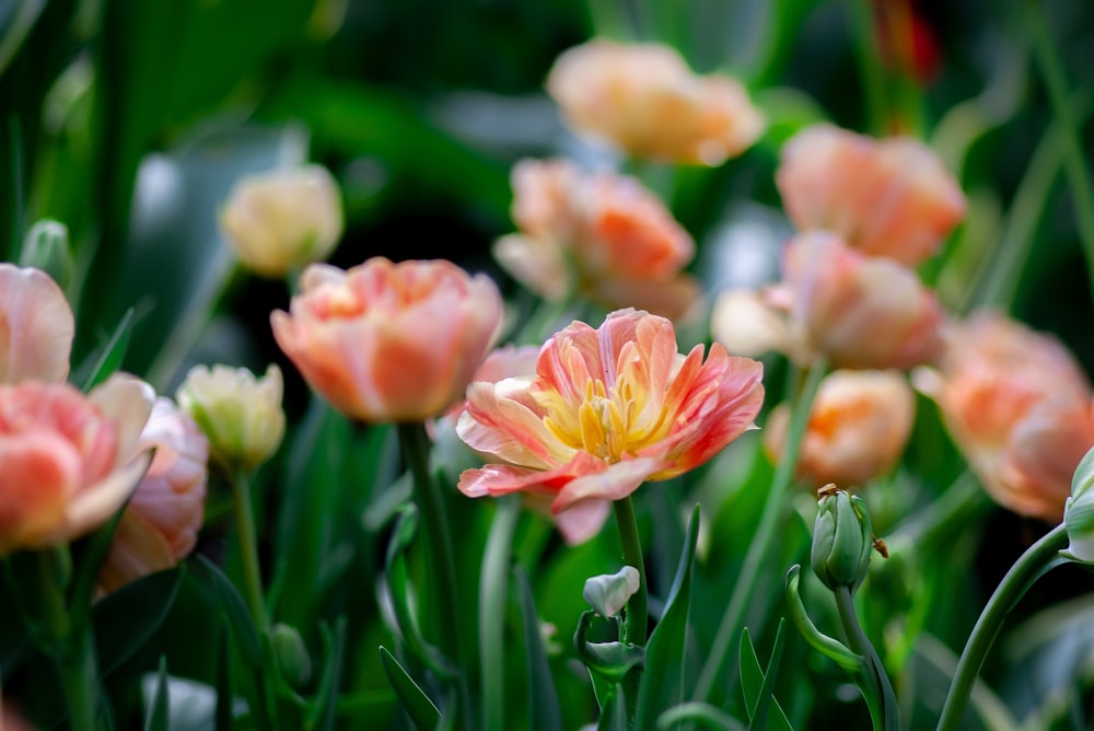 pink petaled flower