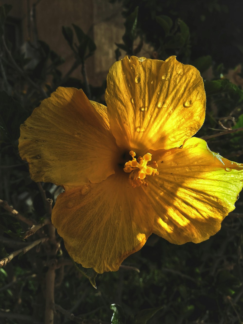 yellow petaled flower