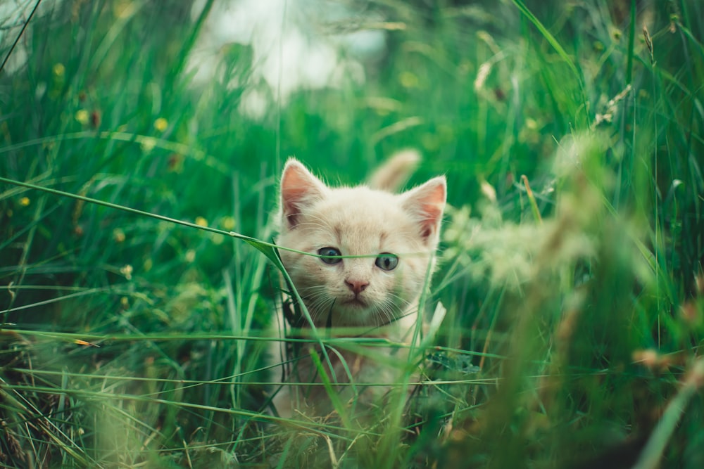selective focus photography of cat on green plants