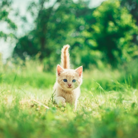 orange tabby kitten in grasses