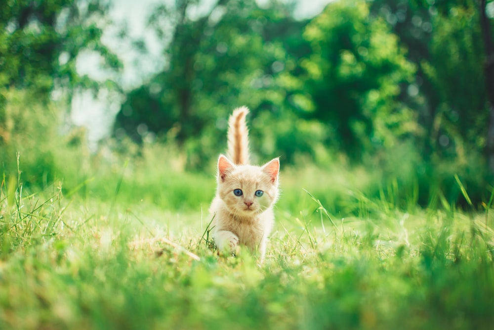 풀밭에 주황색 얼룩 무늬 새끼 고양이
