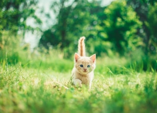 orange tabby kitten in grasses