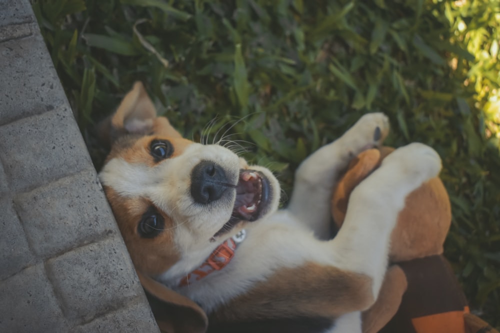 brown and white dog lying on green lawn grass