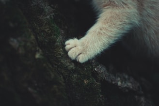 cat paws on black surface