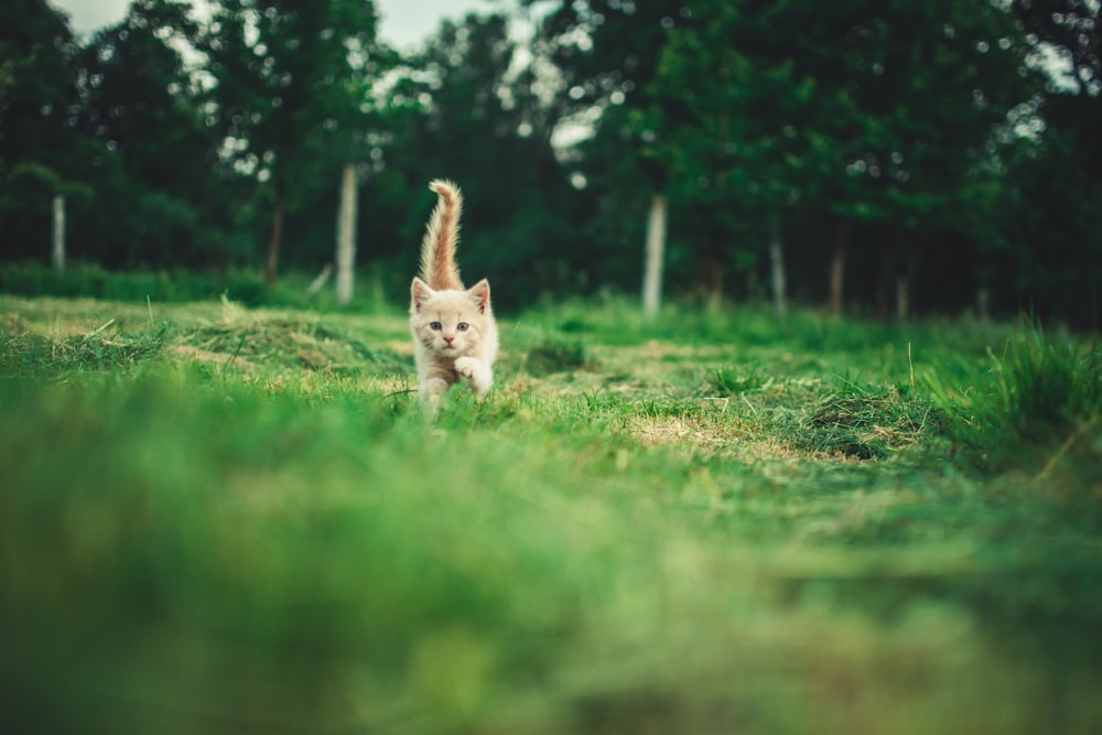 orange tabby kitten in green field surrounded with tall trees