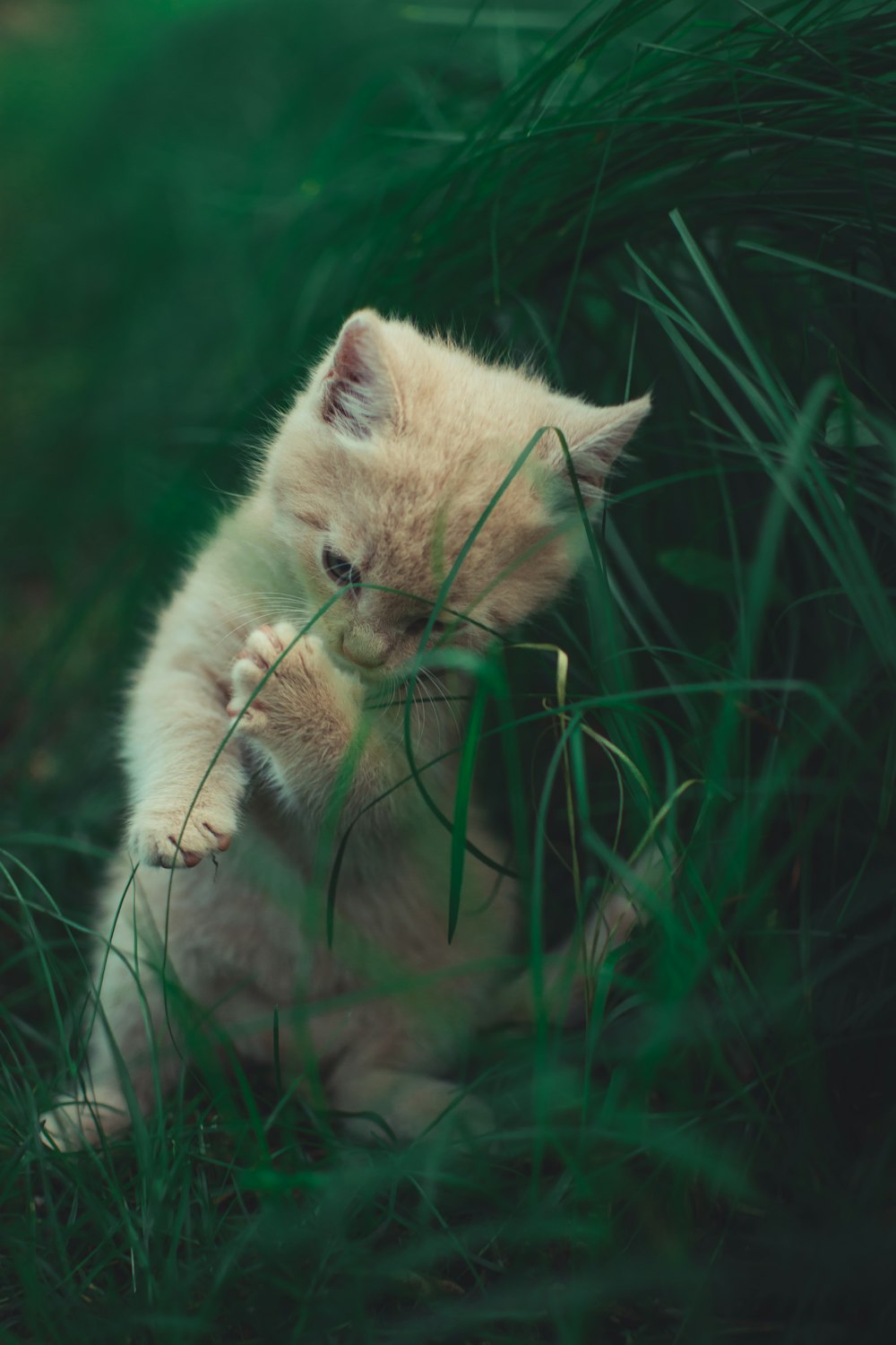 gato cerca de la hierba