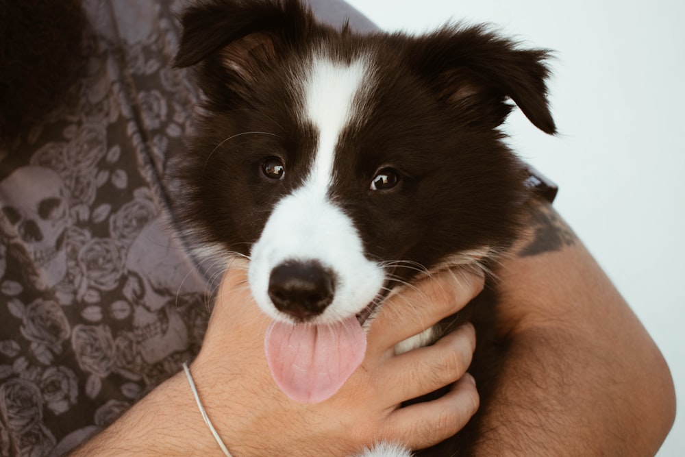 person carrying short-coated black and white dog