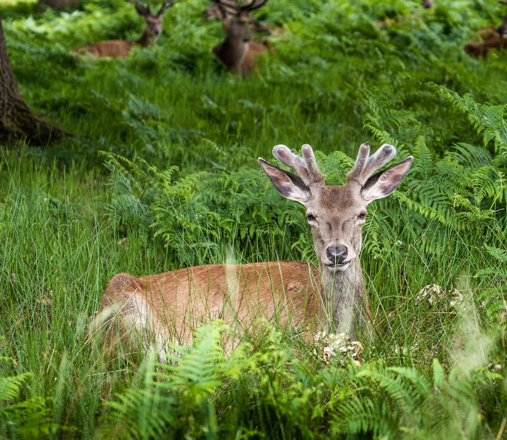 草むらに横たわる茶色の鹿