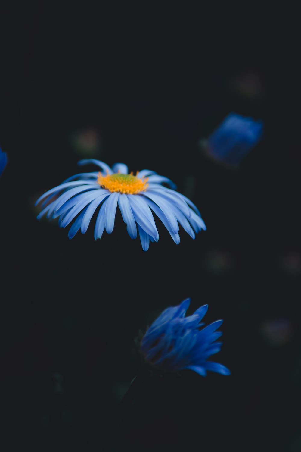 fleur à pétales bleus