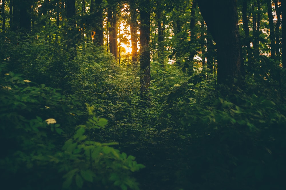 sun rays coming through tall trees