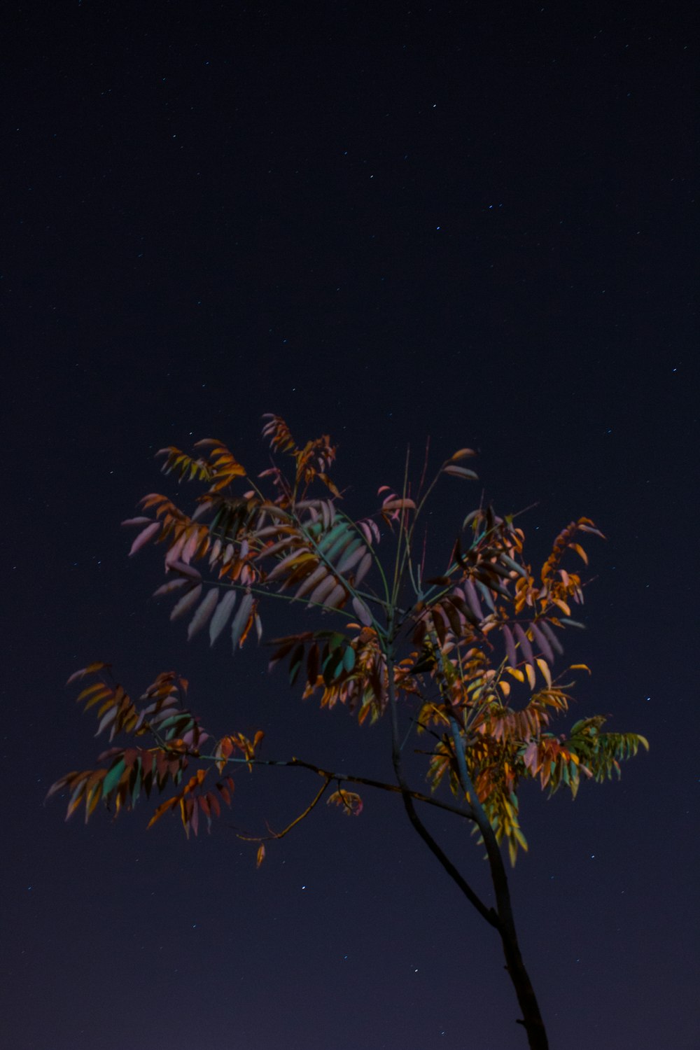 brown and green leafed plants