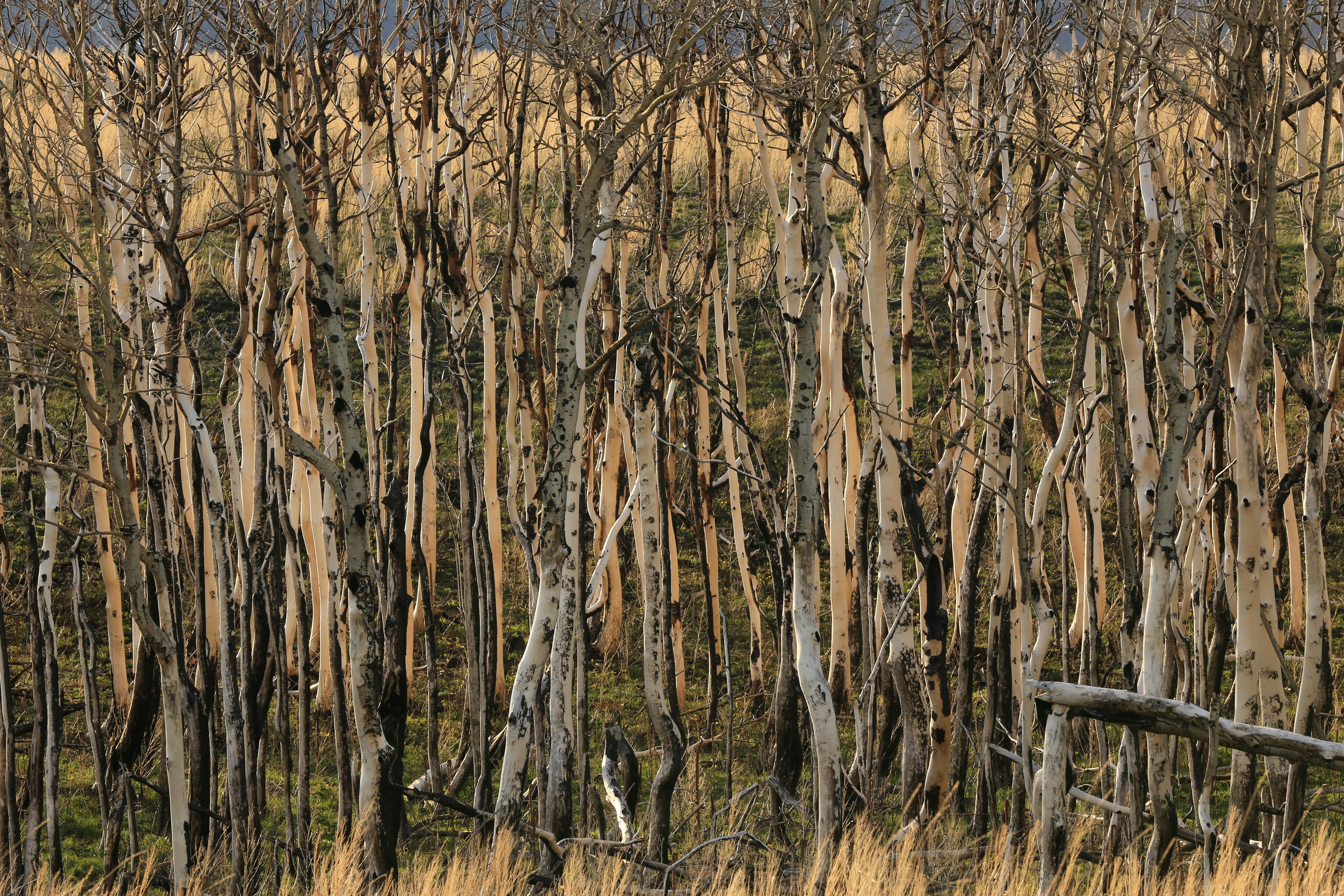 leafless tree during daytime