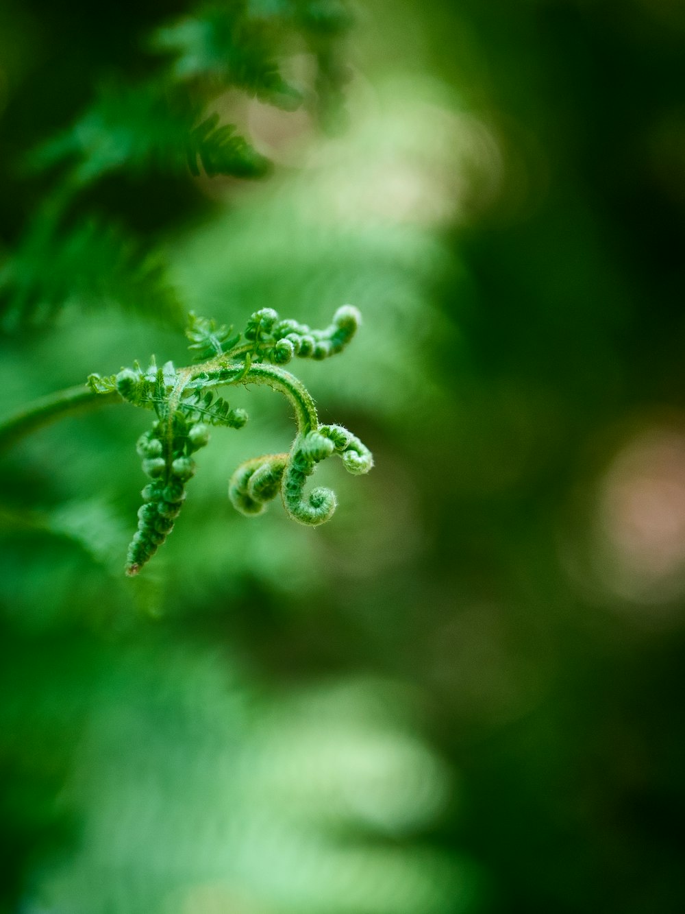 fotografia de close-up de plantas de folhas verdes