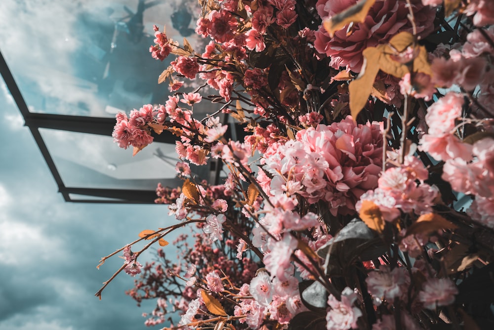 assorted-color flowers near wall