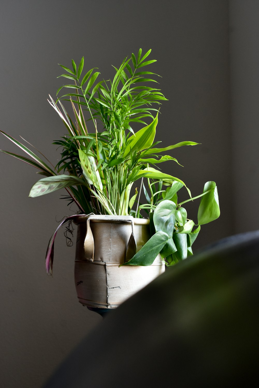 green leaf plants in gray pot