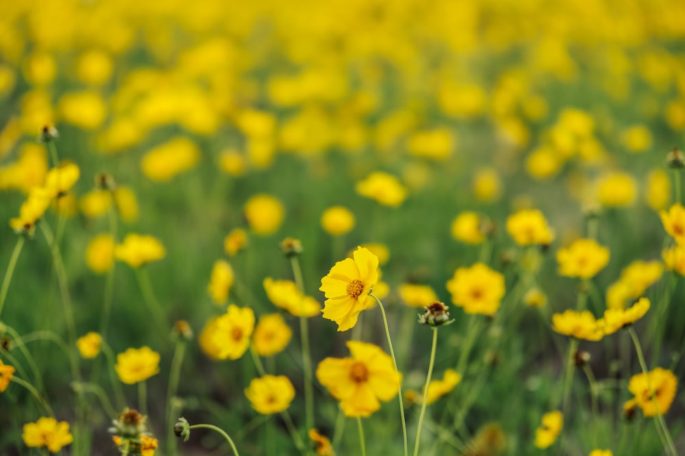 a field full of yellow flowers in the middle of the day