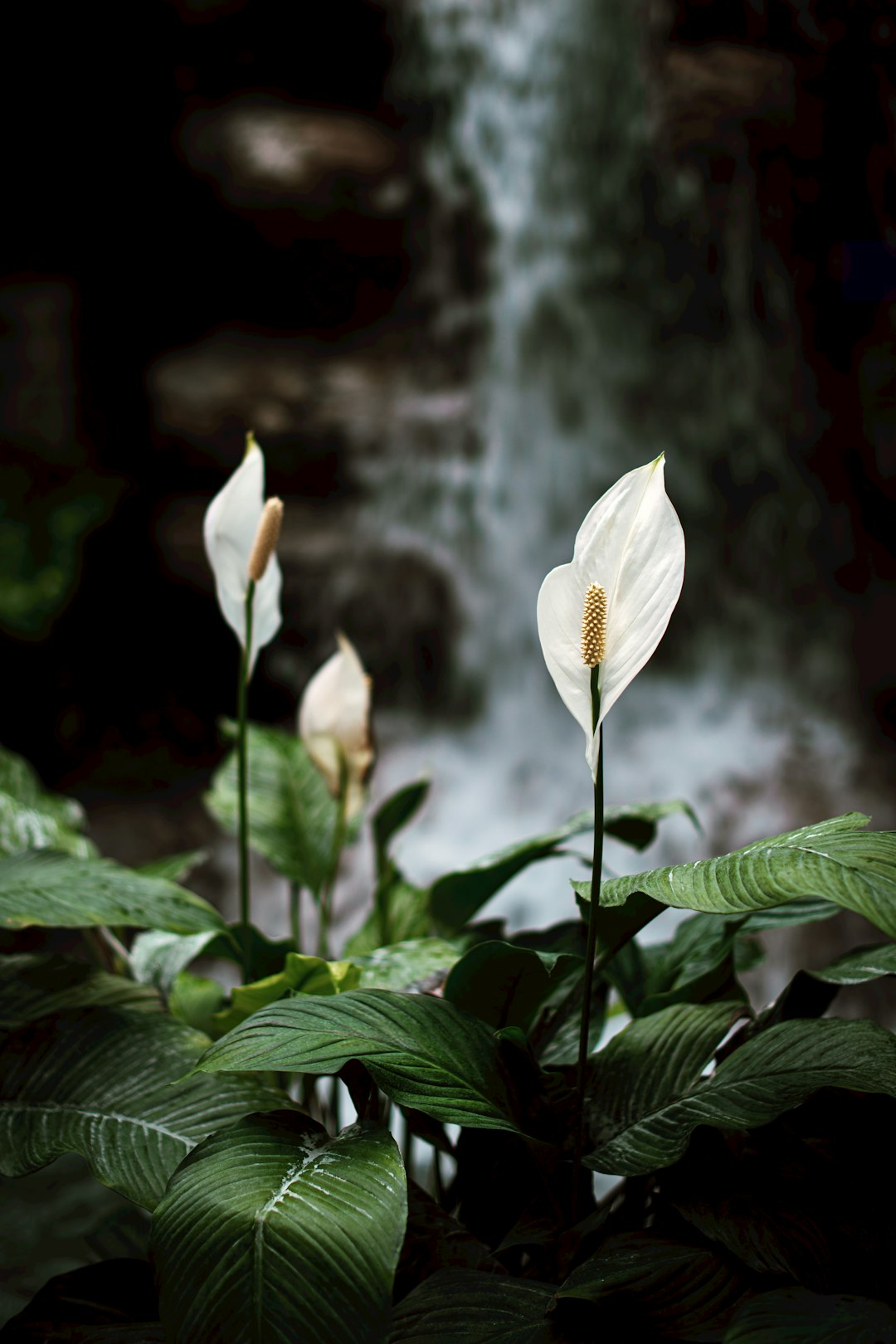 closeup photography of white peace lily near waterfall