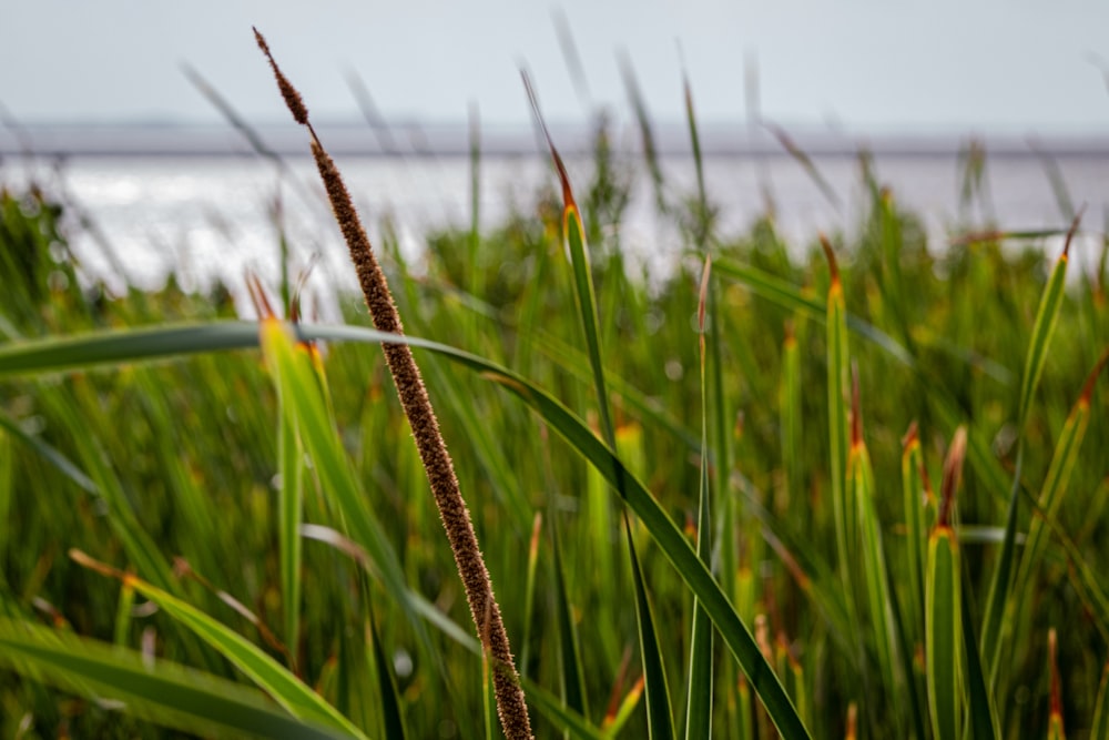 a close up of a tall grass with a body of water in the background