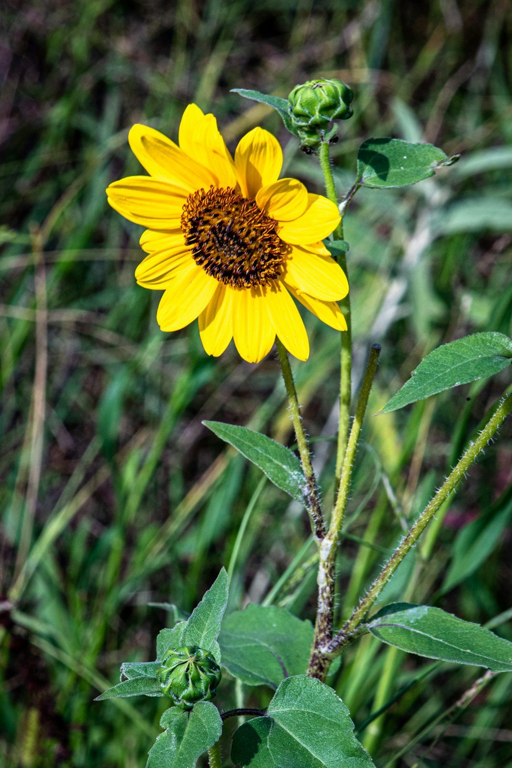 a sunflower in a field of tall grass