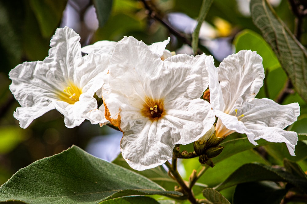 two white flowers blooming on a tree branch