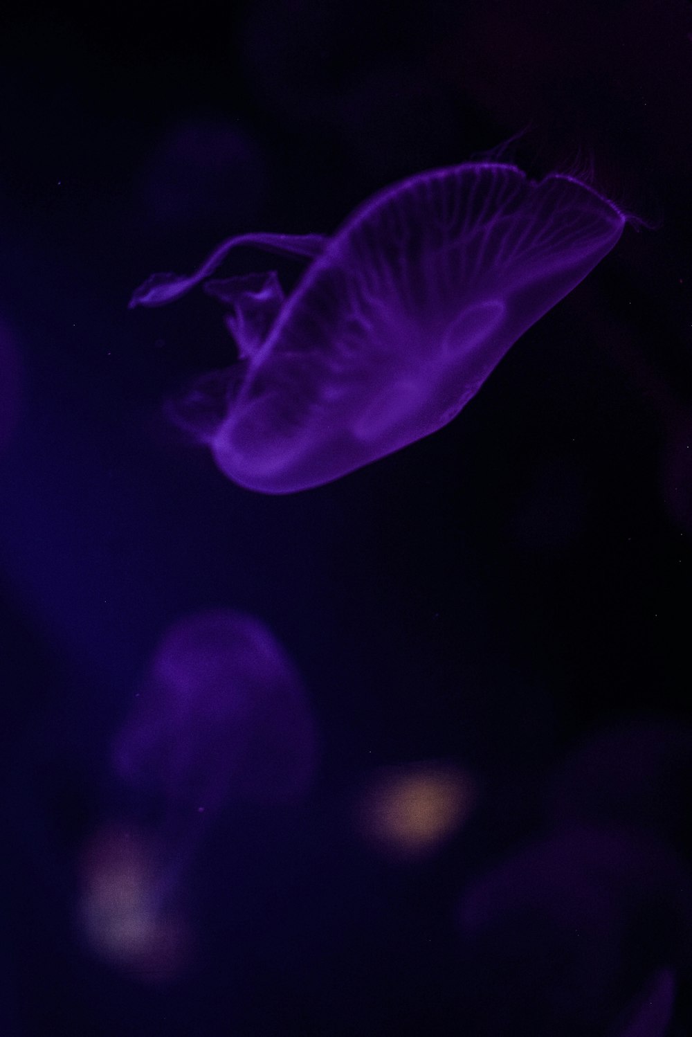 purple jellyfish ]