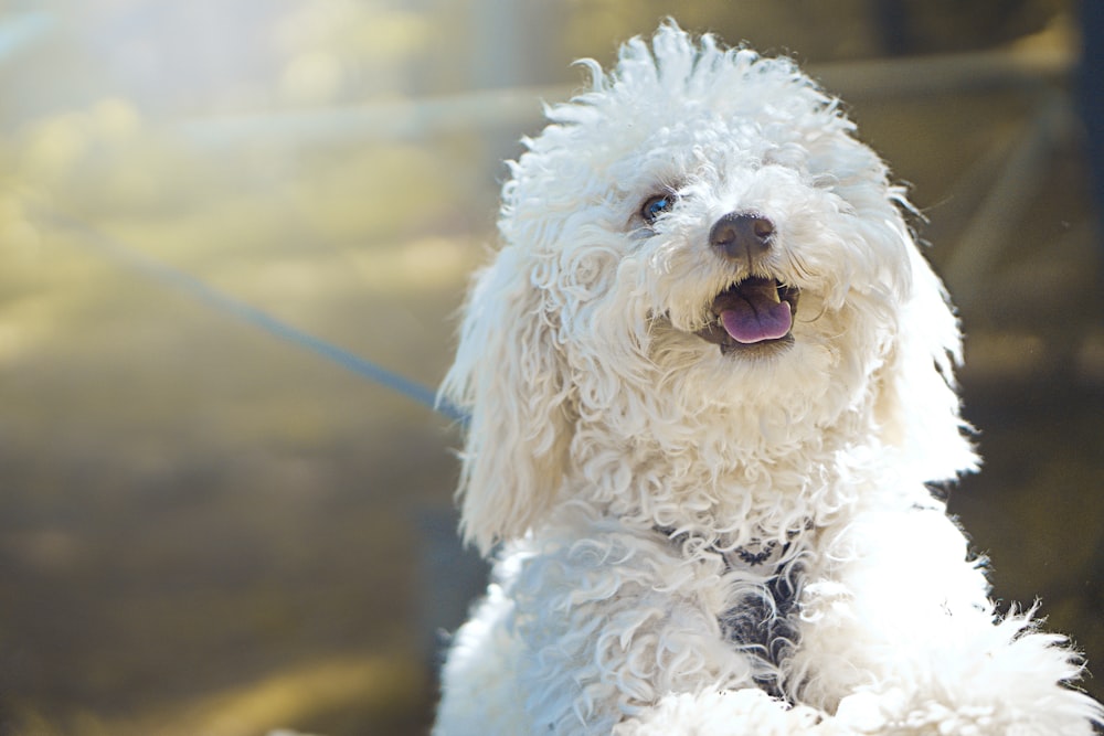 Cão pequeno de pelagem longa branca