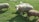 A group of sheep are grazing on a lush green field. The animals have thick woolly coats, and their fur ranges from white to brown. One sheep stands prominently in the center, looking directly at the camera. The background shows a small building structure and more greenery.