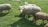 A group of sheep are grazing on a lush green field. The animals have thick woolly coats, and their fur ranges from white to brown. One sheep stands prominently in the center, looking directly at the camera. The background shows a small building structure and more greenery.