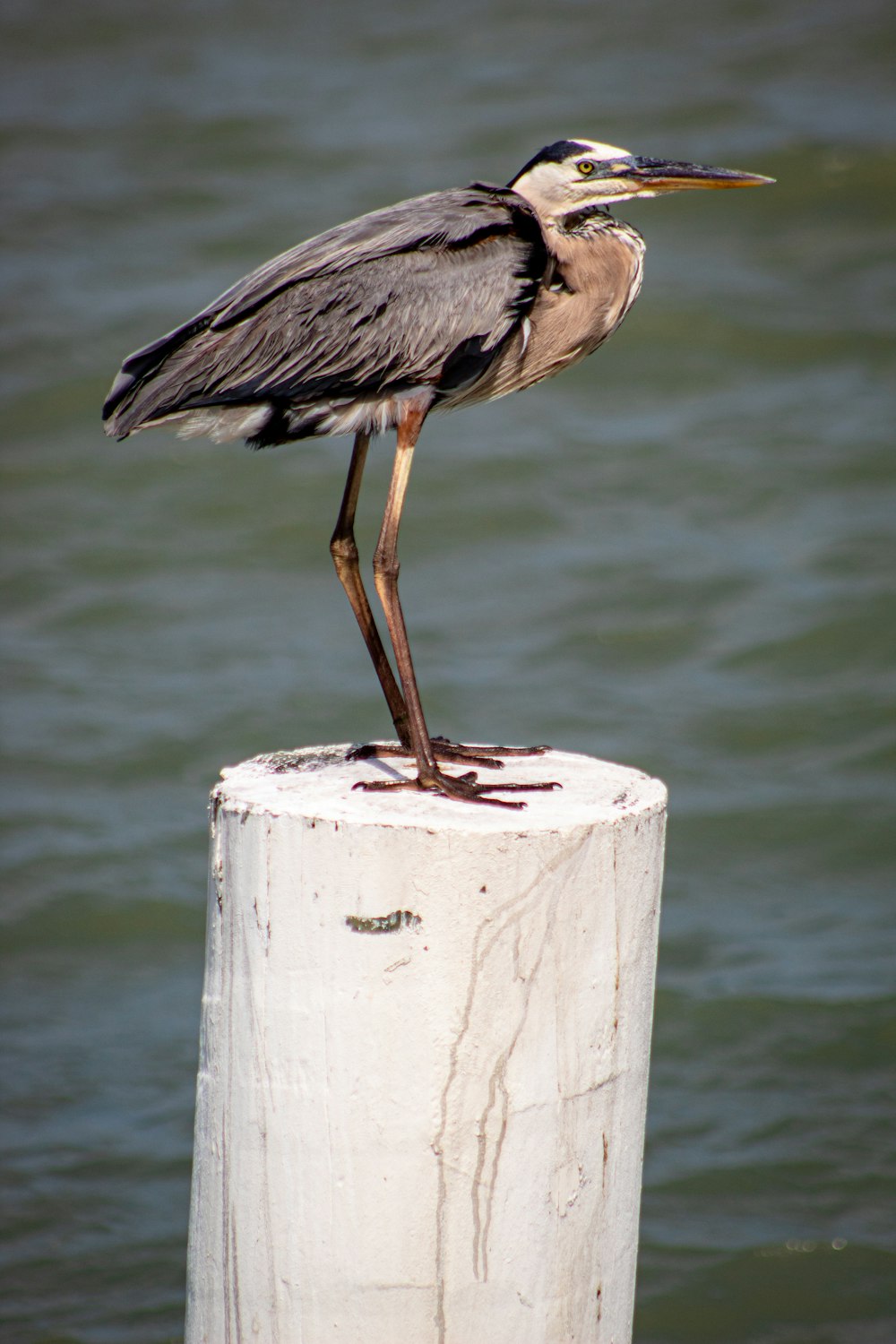 a bird is standing on a post in the water