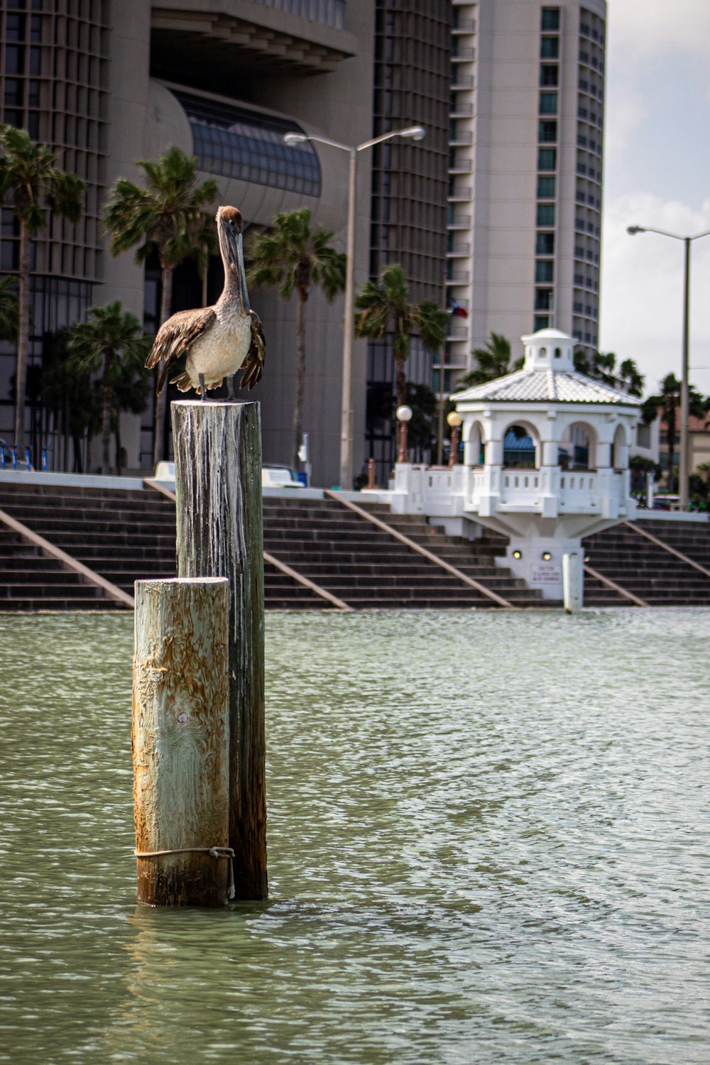 a bird sitting on top of a wooden post in the water